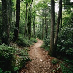 Obraz premium Serene Forest Pathway Surrounded by Lush Greenery and Tall Trees in a Tranquil Nature Setting for Outdoor Exploration and Adventure Enthusiasts