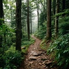 Fototapeta premium Serene Forest Pathway Through Lush Greenery and Tall Trees in Fog, Inviting Nature Lovers for a Peaceful Hike or Adventure Escape in Tranquil Wilderness