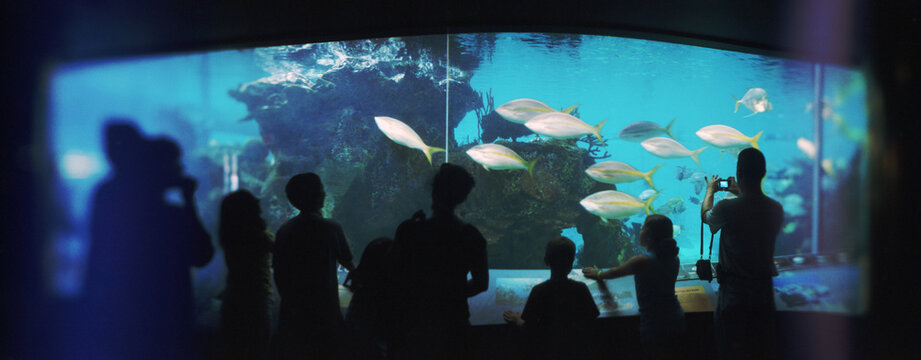 Panoramic view of tourists watching fish in an aquarium, New York Aquarium.