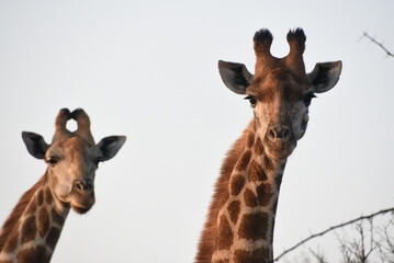 Two Curious Giraffes Observing Their Surroundings in a Natural Habitat