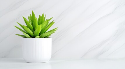 A vibrant green succulent plant in a white ceramic pot on a minimalist marble surface, bright natural light, and modern home decor concept.