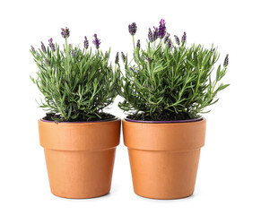 Pots with lavender on white background