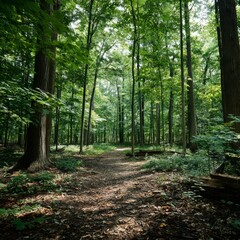 Obraz premium Serene Pathway Through Lush Green Forest Surrounded by Tall Trees and Natural Light Filtering Through the Leaves on a Bright Sunny Day