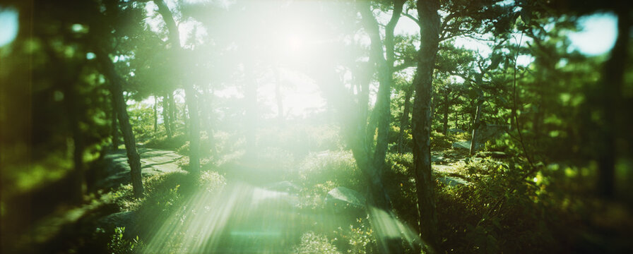 Sunlight shinning through the trees in the Catskill mountains, New York State, USA