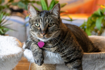 Close up head shot of a cute gray and black striped tabby cat, with colorful defocused background