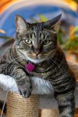 Close up head shot of a cute gray and black striped tabby cat, with colorful defocused background