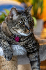 Close up head shot of a cute gray and black striped tabby cat, with colorful defocused background