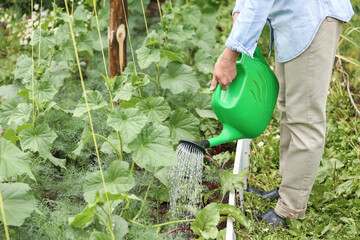 Farmer, gardener watering cucumber vegetables from water in watering can in green garden on garden bed. Organic farming, gardening, cultivation