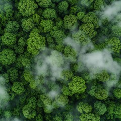 Aerial View of a Lush Green Forest, Natural Landscape and Untouched Wilderness