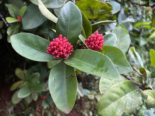 Ixora chinensis the blushing red with green leaves