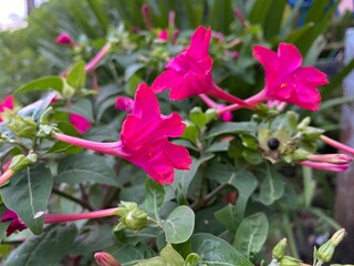Mirabilis jalapa the marvel of Peru or four o'clock flower