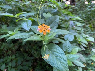 Colorful Lantana camara flower with green leaf isolated foto stock
