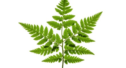 Green Fern Leaf on White Background Botanical Study