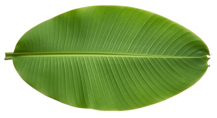 Single Green Banana Leaf Isolated on White Background for Design