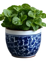 Fresh green peperomia plant growing in traditional blue and white ceramic pot with floral pattern, isolated on white background for home decor and gardening.