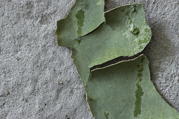 Green peeling paint on the wall. Old concrete wall with cracked flaking paint. Weathered rough...
