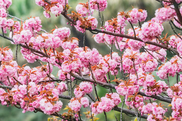 Blossoming cherry branches with colorful flowers.