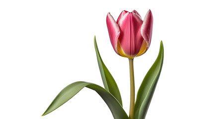 Fototapeta premium Elegant Pink Tulip Flower with Green Leaves Isolated on White Background