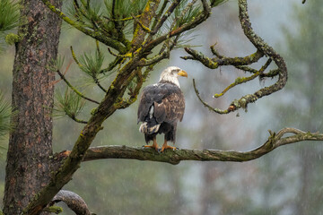 Bald Eagle perched on branch in rain 