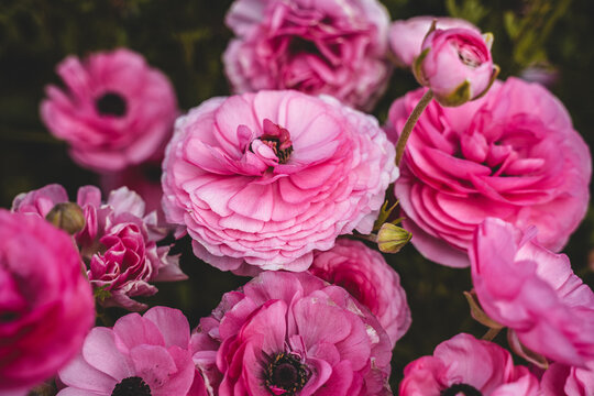 Flower fields in colorful bloom