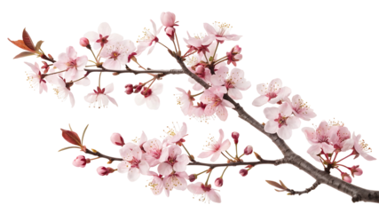 Beautiful cherry blossom petals painted in artistic watercolor style for elegant design.