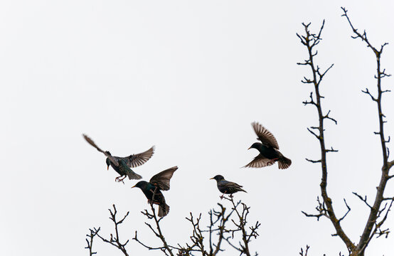 A group of starlings perched and taking off from bare tree branches against a pale sky. Captures the grace and movement of birds in nature during early spring or late winter.