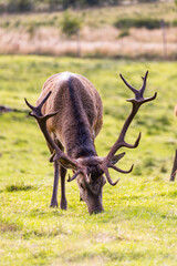 Peaceful deer grazing freely in sunlit meadows and forests. Close-up details of their calm, wild life surrounded by nature, under a clear sky in an untouched natural paradise