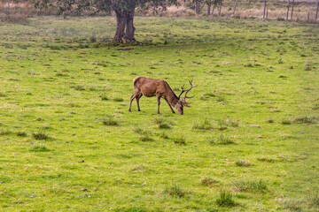 Peaceful deer grazing freely in sunlit meadows and forests. Close-up details of their calm, wild life surrounded by nature, under a clear sky in an untouched natural paradise
