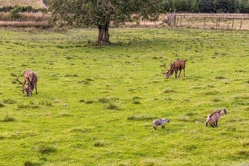 Peaceful deer grazing freely in sunlit meadows and forests. Close-up details of their calm, wild life surrounded by nature, under a clear sky in an untouched natural paradise