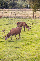 Peaceful deer grazing freely in sunlit meadows and forests. Close-up details of their calm, wild life surrounded by nature, under a clear sky in an untouched natural paradise