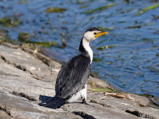 Australian pied cormorant (Phalacrocorax varius), also known as the pied cormorant, pied shag, or...
