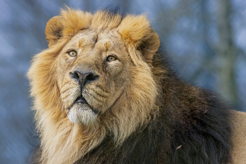 Asiatic Lion, lion, male lion, big cat, big cats, cat, animals, mammals, nature, wildlife, zoo