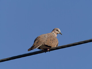 Spotted dove or eastern spotted dove (Spilopelia chinensis) perched on an electrical cable.