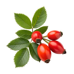 Rose hip isolated on transparent background © Photo Find