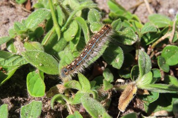 Blue tent caterpillar on plant background in Florida nature