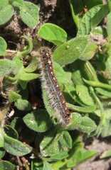 Blue tent caterpillar on plant background in Florida nature