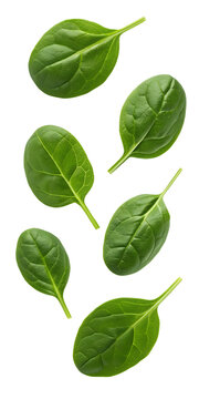 Falling spinach isolated on transparent background