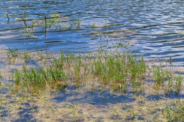 Pond with river plants in Florida nature