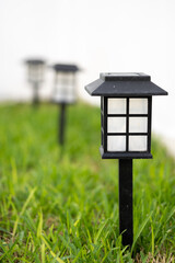 primer plano de luz solar en pasto verde