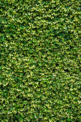 Lush Variegated Ivy Wall Texture