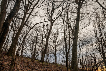Late autumn forest scene in Serbia, featuring bare trees and fallen leaves, highlighting the seasonal transition between autumn and winter in a serene woodland environment.