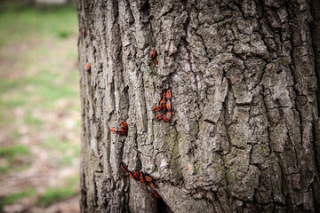 Cluster of European firebugs (Pyrrhocoris apterus) crawl across cracked oak bark in a Belgrade...