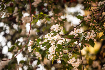 Close‑up of a crabapple branch bursting with white blossoms and pink buds in early spring, the soft bokeh background emphasising the season’s first delicate bloom and renewal.