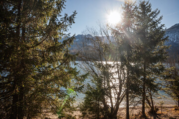 Winter sun glints across Lake Bohinj through fir and bare branches in Triglav National Park,...