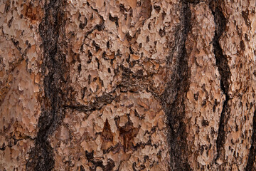 Closeup of bark from a ponderosa pine tree
