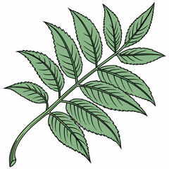 green leaves isolated on white background