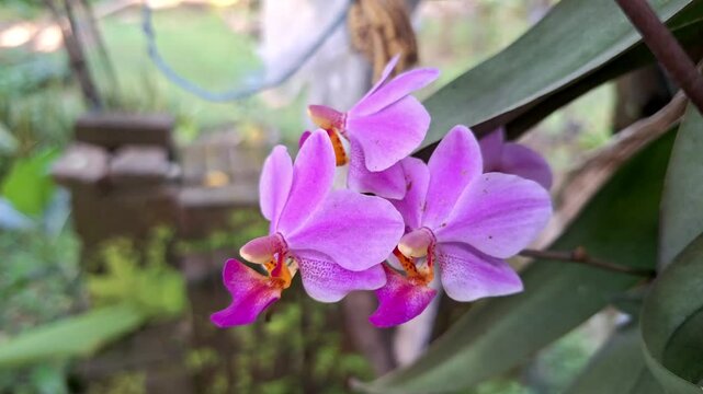 High Quality Doritaenopsis Orchid Flower and Leaves Gently Swaying in the Morning Breeze in Home Garden Pot, Peaceful Nature Video Clip