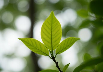 Fototapeta premium close up view aesthetically pleasing natural scene featuring green foliage indistinct green backdrop pale sky under solar illumination accompanied diffused light areas content used natural plant