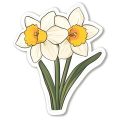 daffodils 