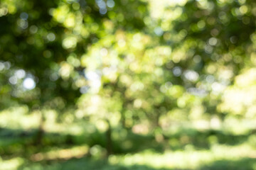 Abstract Bokeh Background of Lush Green Leaves